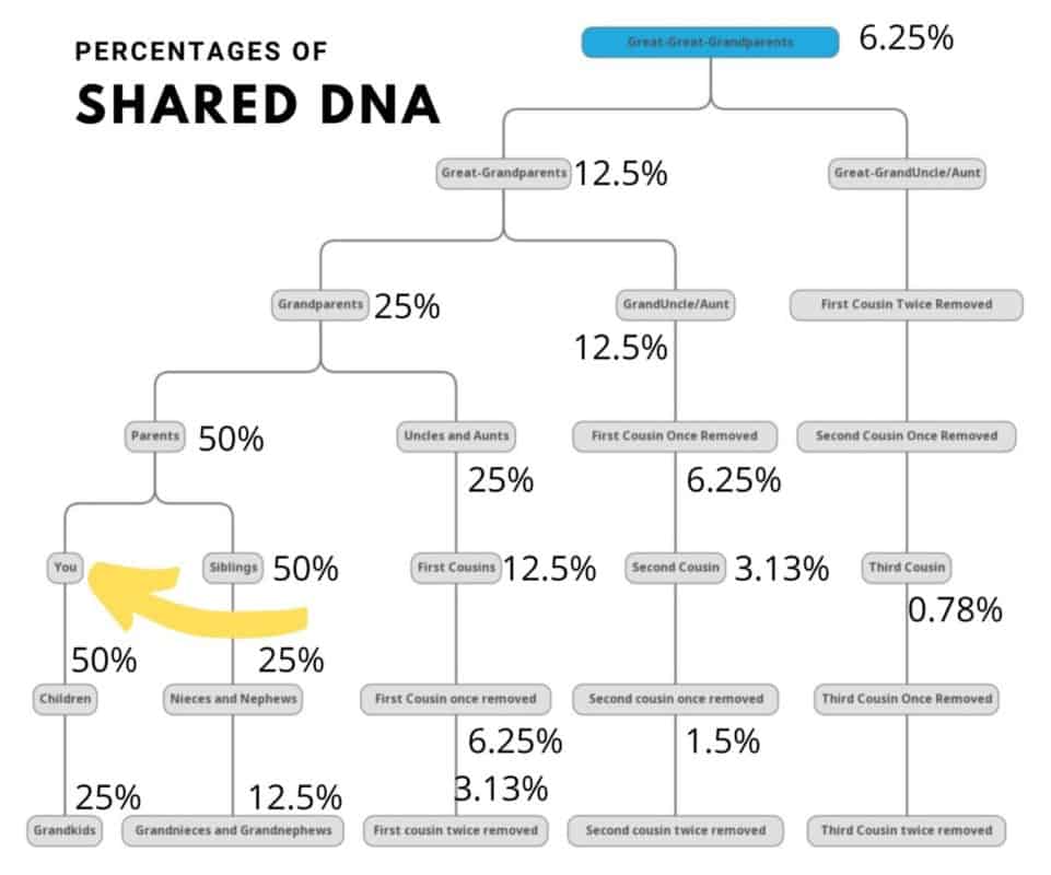 An image of a chart screenshot explaining the percentages of Shared DNA.