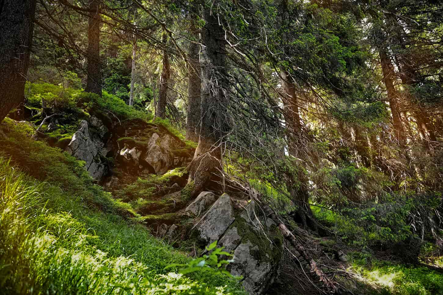 An image of a Forest landscape with sunbeams, mossy trees, and stones.