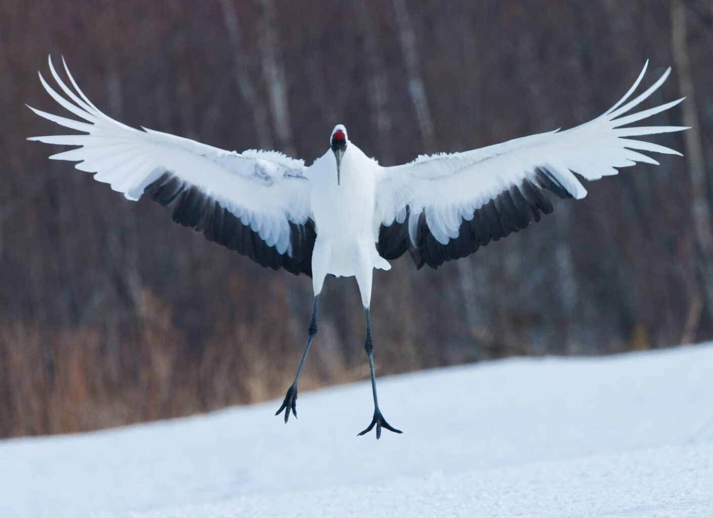 An image of a flying Japanese crane.